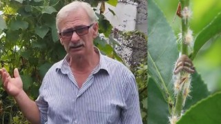 Doğu Karadeniz'de 'Vampir Kelebek' Alarmı: Bitkilere ve Vatandaşa Büyük Zarar Veriyor